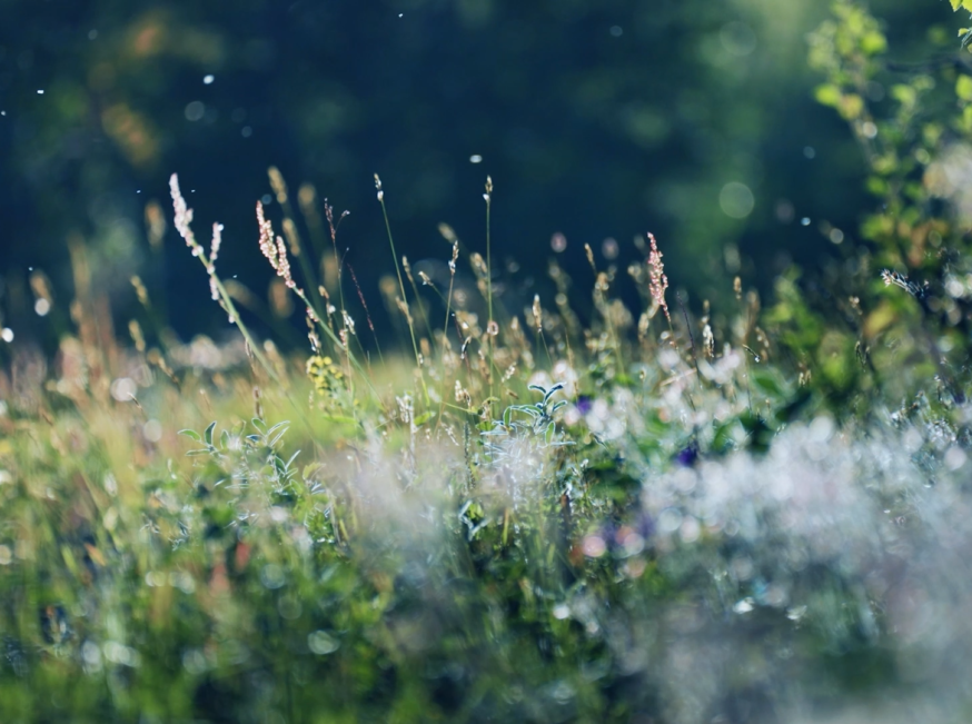 Areim’s guide for enhanced biodiversity